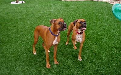 Artificial Turf For Pets