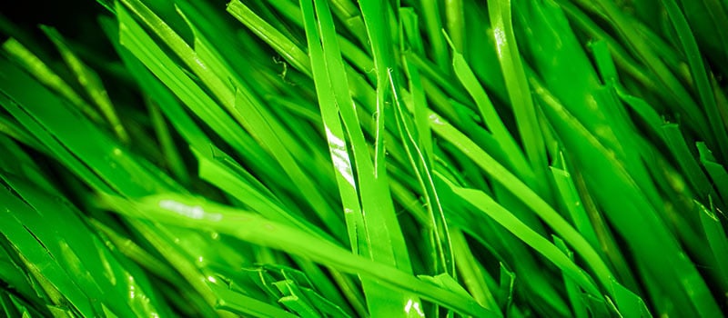 Turf-Distributors-Product-Photos-Hybrid-59-04-800x350px